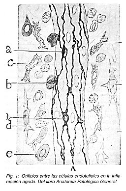Pulse aqu para ampliar la imagen