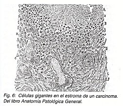 Pulse aqu para ampliar la imagen
